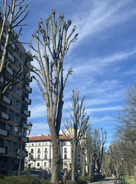 Evaluación de riesgo en Campo San Francisco - Renatura Urbana Evaluación de riesgo en Campo San Francisco - Renatura Urbana