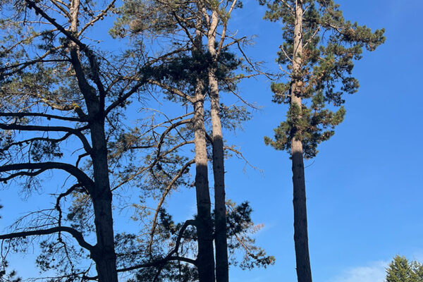 Revisión de arbolado en el parque urbano Campo San Francisco Revisión de arbolado en el parque urbano Campo San Francisco
