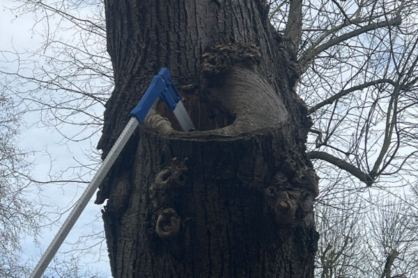 Revisión de arbolado en el parque urbano Campo San Francisco Revisión de arbolado en el parque urbano Campo San Francisco