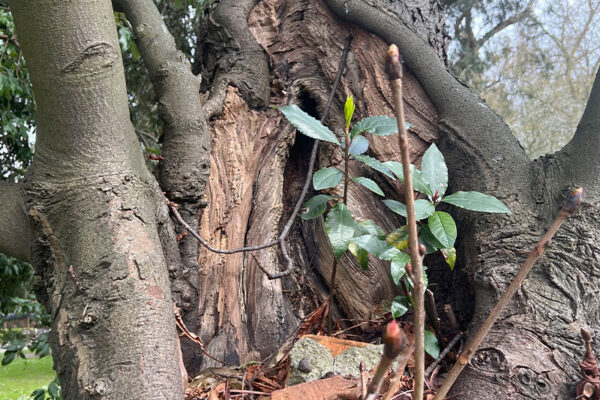 Revisión de arbolado en el parque urbano Campo San Francisco Revisión de arbolado en el parque urbano Campo San Francisco