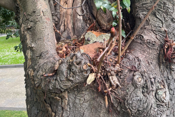 Revisión de arbolado en el parque urbano Campo San Francisco