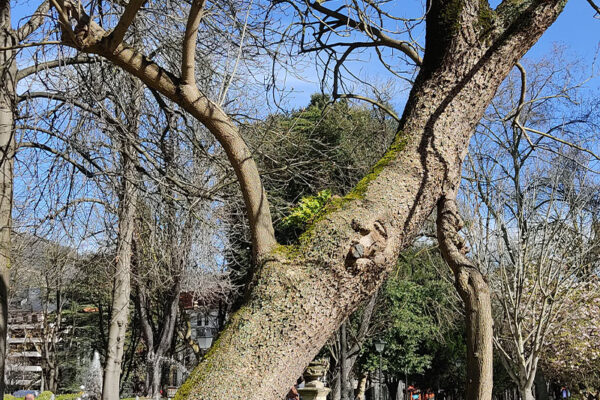 Revisión de arbolado en el parque urbano Campo San Francisco Revisión de arbolado en el parque urbano Campo San Francisco