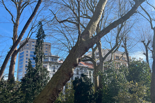 Revisión de arbolado en el parque urbano Campo San Francisco Revisión de arbolado en el parque urbano Campo San Francisco