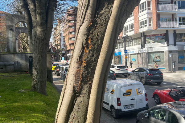 Revisión de arbolado en el parque urbano Campo San Francisco Revisión de arbolado en el parque urbano Campo San Francisco