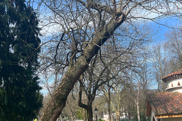 Revisión de arbolado en el parque urbano Campo San Francisco Revisión de arbolado en el parque urbano Campo San Francisco