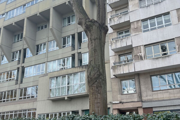 Revisión de arbolado en el parque urbano Campo San Francisco Revisión de arbolado en el parque urbano Campo San Francisco