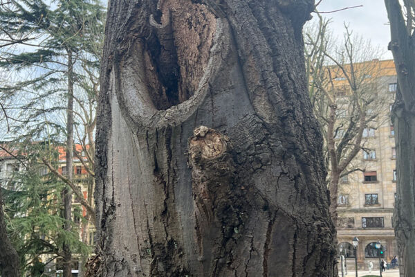 Revisión de arbolado en el parque urbano Campo San Francisco Revisión de arbolado en el parque urbano Campo San Francisco