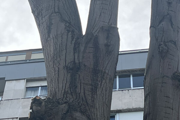 Revisión de arbolado en el parque urbano Campo San Francisco Revisión de arbolado en el parque urbano Campo San Francisco