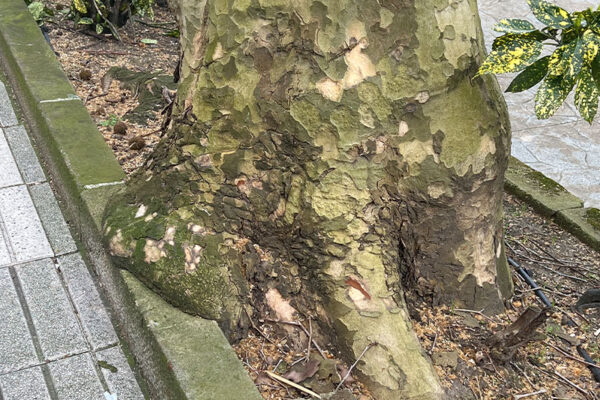 Revisión de arbolado en el parque urbano Campo San Francisco Revisión de arbolado en el parque urbano Campo San Francisco